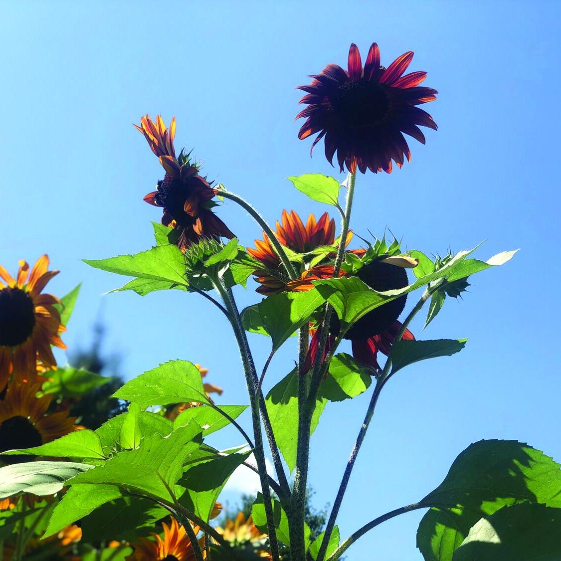 late summer shots horizontal.jpg